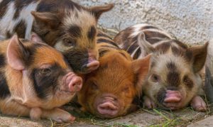 Babyschweine, die gemeinsam schlafen
